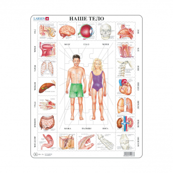Пазл Наше тело (русский), 35 деталей